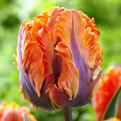 Тюльпан Оранж Рококо Тюльпан Оранж Рококо фото