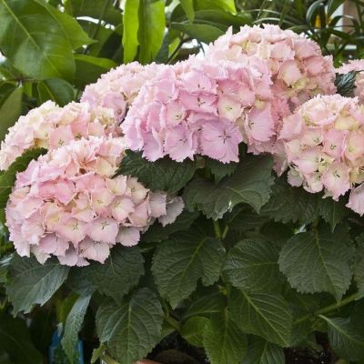 гортензия крупнолистная Мадам Эмиль Мулье, С2 гортензия крупнолистная Мадам Эмиль Мулье, С2 - Dolina-Sad.Ru