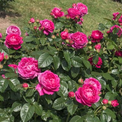 Роза Анушка - Dolina-Sad.Ru