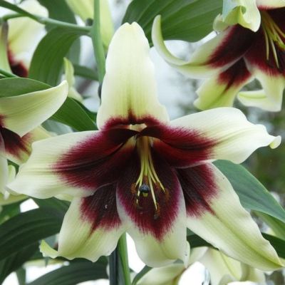 Лилия Куши Майя (в горшке) Лилия Куши Майя (в горшке) фото